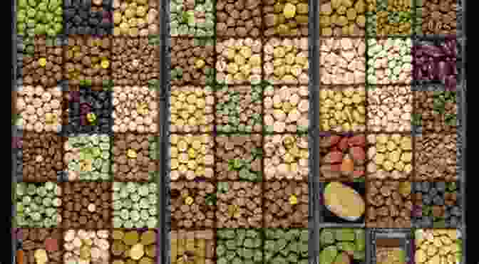 A Close Up Of A Barley Germplasm Collection, Showcasing The Diverse Range Of Seed Samples Exploration Identification And Utilization Of Barley Germplasm