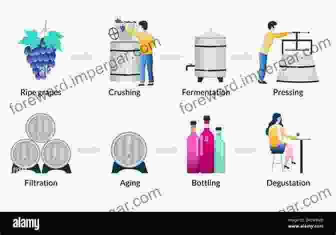 A Diagram Showcasing The Stages Of Wine Production From Grape Harvesting To Bottling So You Want To Go Wine Tasting?