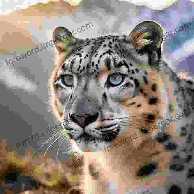 A Majestic Snow Leopard, Its Piercing Blue Eyes Scanning The Mountain Landscape The Beasts That Hide From Man: Seeking The World S Last Undiscovered Animals