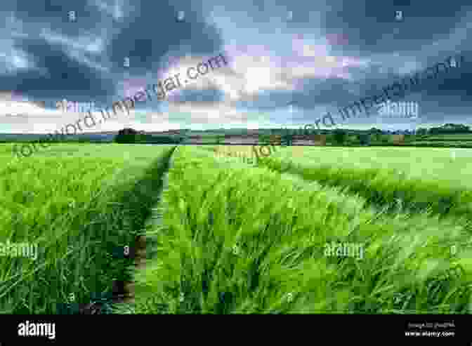 A Panoramic View Of A Lush Barley Field, Showcasing The Vast Genetic Diversity Of Barley Germplasm Exploration Identification And Utilization Of Barley Germplasm