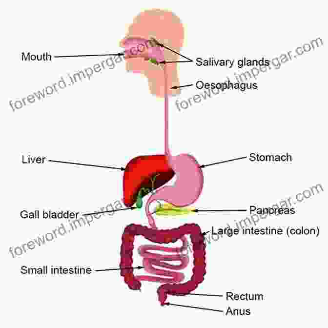 A Pictorial Journey Through The Alimentary Canal Gulp: Adventures On The Alimentary Canal