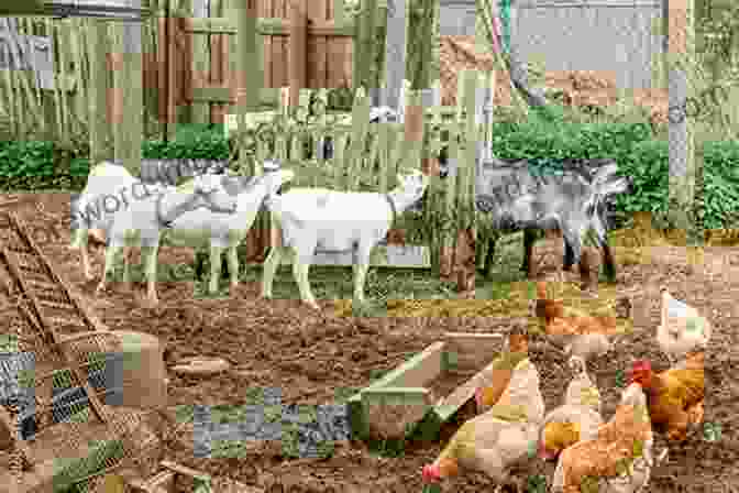 A Small Flock Of Chickens And A Few Goats Graze In An Urban Backyard, Surrounded By A Wooden Fence Keeping Urban Livestock Sherry Willis