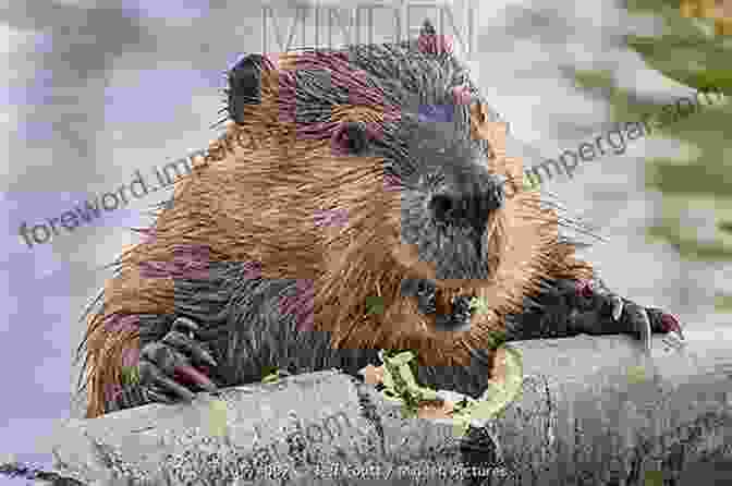 A Tundra Beaver Sitting On A Quaking Bog Swamplands: Tundra Beavers Quaking Bogs And The Improbable World Of Peat