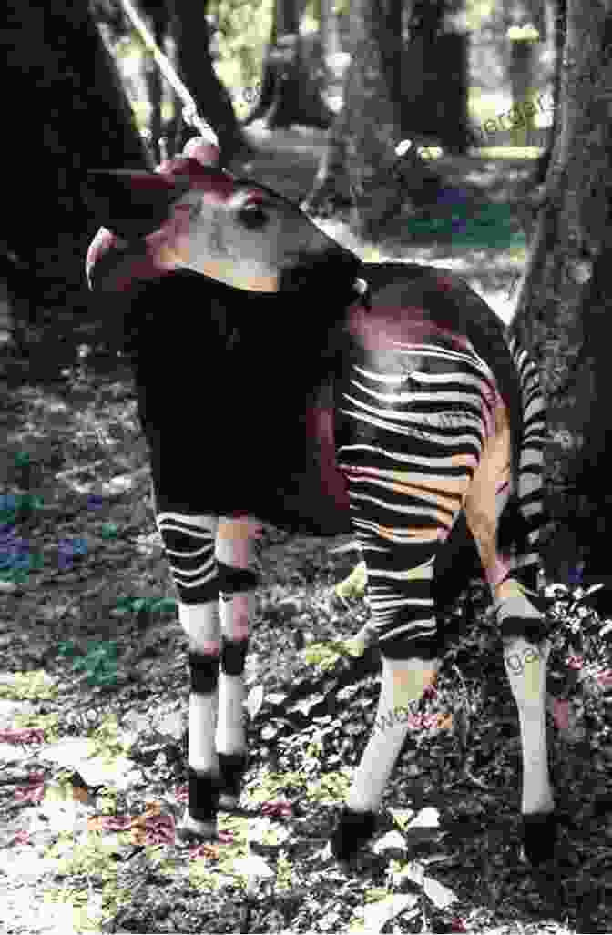 An Okapi, Its Striped Coat Providing Camouflage Amidst The Dense Rainforest Vegetation The Beasts That Hide From Man: Seeking The World S Last Undiscovered Animals