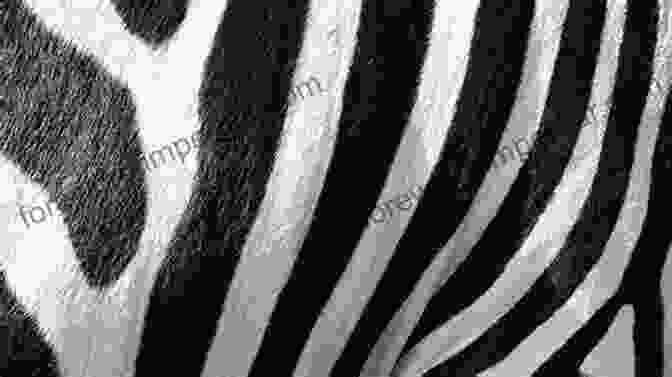 Black And White Zebra With Colorful Mane And Tail Color The Zebra (Non Sweary Version): The Pointless Prank Coloring (Funny Gifts)