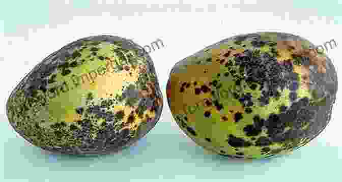 Close Up Image Of Mango Fruit Infected With Anthracnose, Displaying Sunken Lesions And Dark Spots. Mango: Preventive Practices And Curative Measures