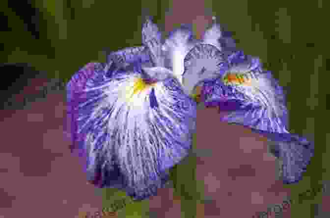 Close Up Of Japanese Irises, Showcasing Their Intricate Beauty Dazaifu The Origin Of Reiwa 11 ~Japanese Irises In Temmangu At Night~ (Photo Book 18)