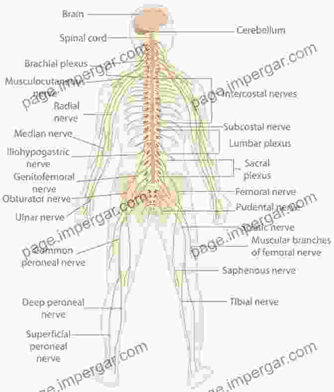 Diagram Of The Nervous System Quick Reference Neuroscience For Rehabilitation Professionals: The Essential Neurologic Principles Underlying Rehabilitation Practice Third Edition