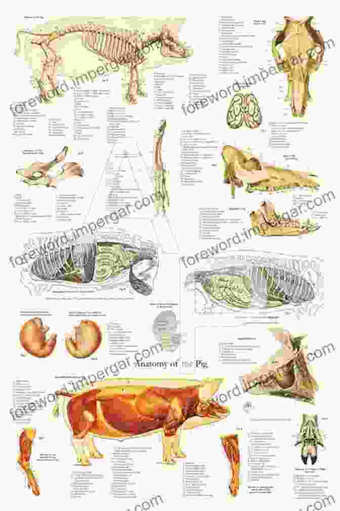 Dissection Of A Pig Skeleton Visual Anatomy Physiology Lab Manual Pig Version (2 Downloads)