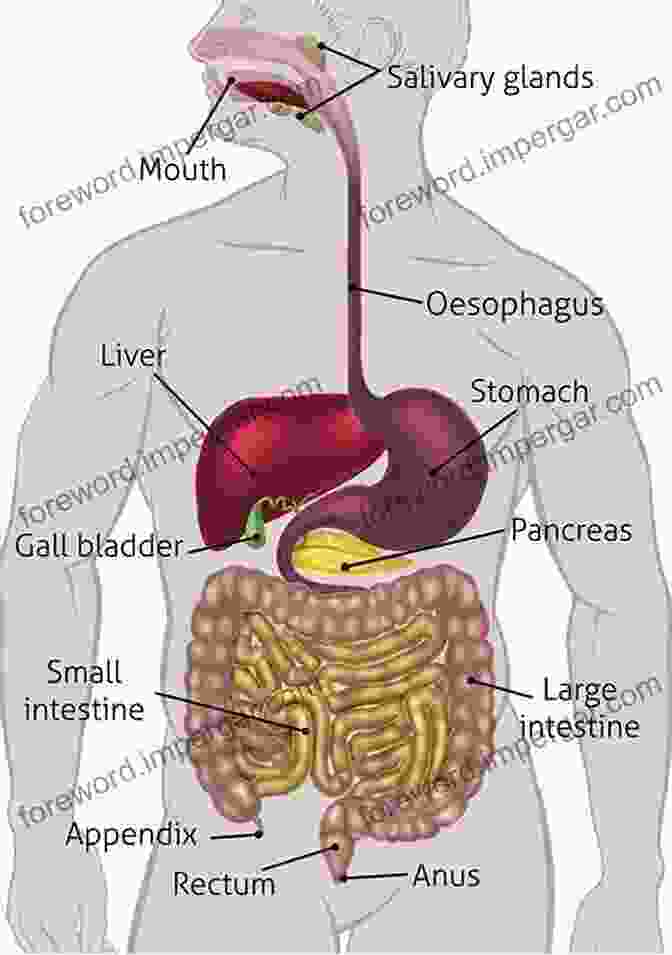 Dissection Of The Digestive System Visual Anatomy Physiology Lab Manual Pig Version (2 Downloads)