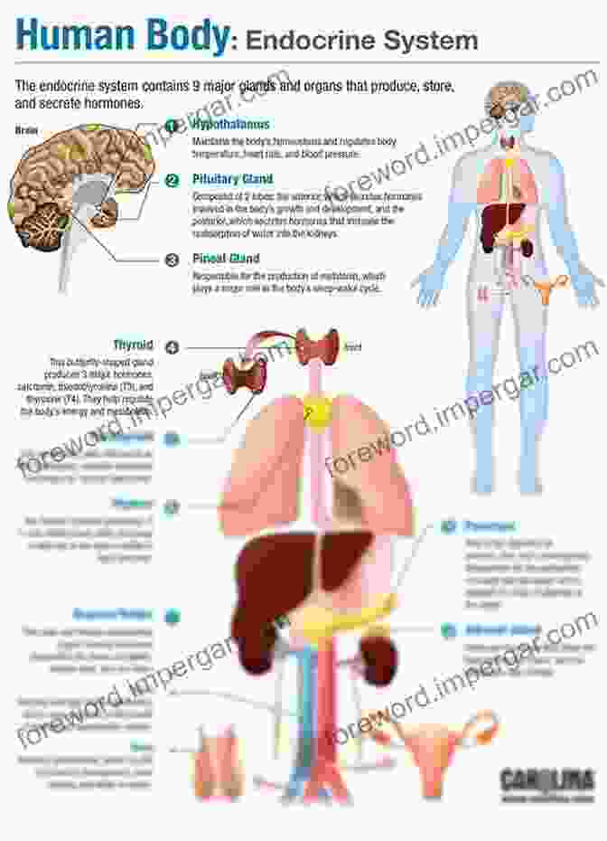 Dissection Of The Endocrine System Visual Anatomy Physiology Lab Manual Pig Version (2 Downloads)