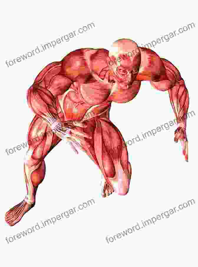 Dissection Of The Muscular System Visual Anatomy Physiology Lab Manual Pig Version (2 Downloads)