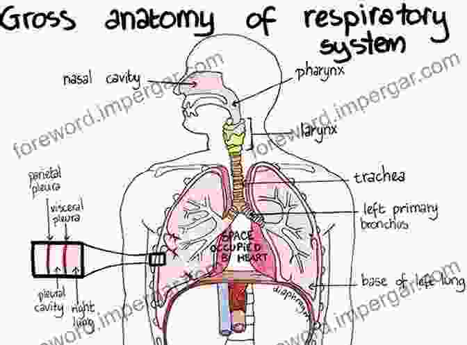 Dissection Of The Respiratory System Visual Anatomy Physiology Lab Manual Pig Version (2 Downloads)