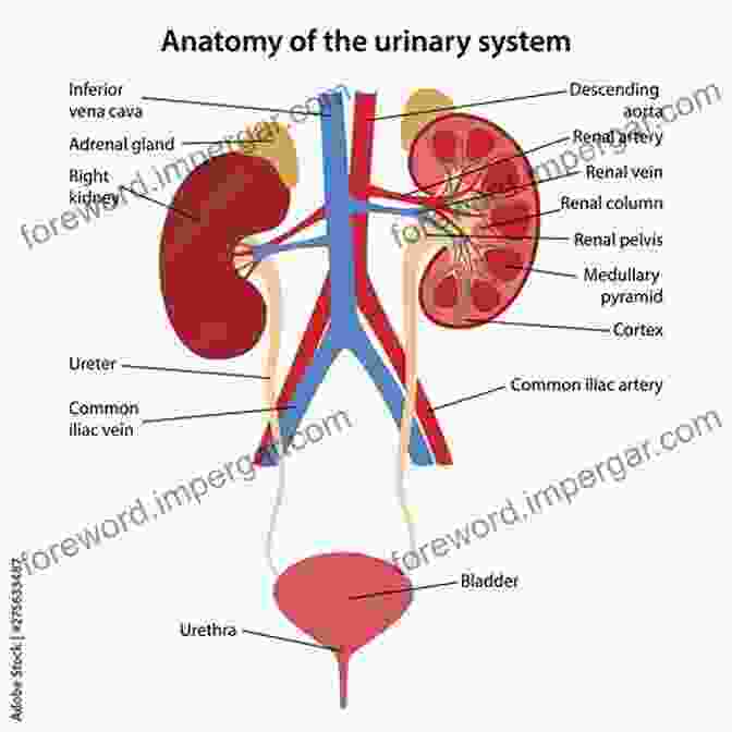 Dissection Of The Urinary System Visual Anatomy Physiology Lab Manual Pig Version (2 Downloads)