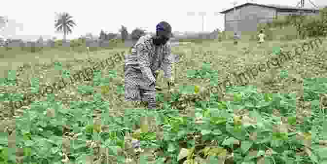 Farmers Harvesting A Field Of High Yielding Crops Developed Using Wild Germplasm Wild Germplasm For Genetic Improvement In Crop Plants