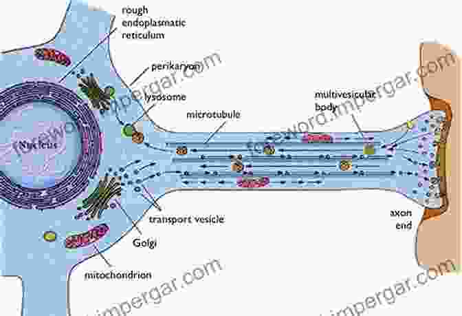 Fine Structure Of A Neuron, Including The Nucleus, Nucleolus, Mitochondria, Endoplasmic Reticulum, Dendrites, And Axon. Neurocytology: Fine Structure Of Neurons Nerve Processes And Neuroglial Cells