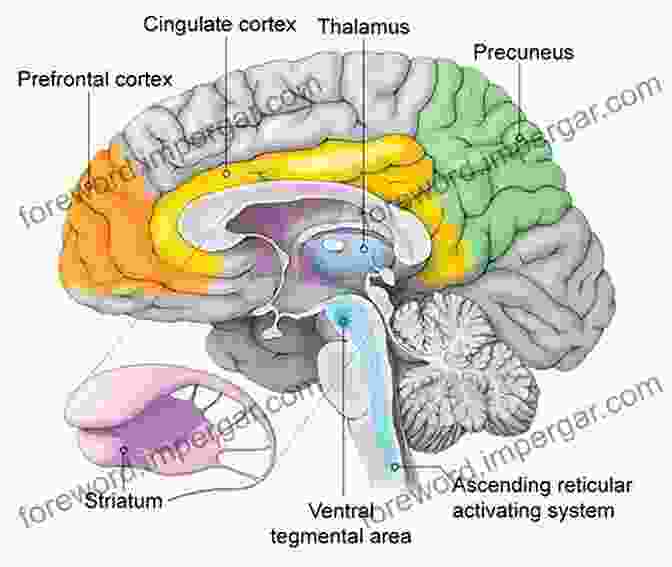 Illustration Of The Human Brain, The Seat Of Consciousness Physics Of The World Soul: Alfred North Whitehead S Adventure In Cosmology