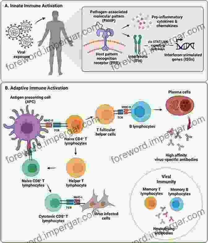 Immune Cells Fighting Off Infection Anti Inflammatory Diet: The 30 Day Guide To Boost Your Immune System