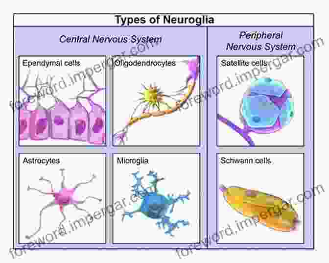 Light Microscopy Image Of Neuroglial Cells, Including Astrocytes, Oligodendrocytes, Schwann Cells, Microglia, Ependymal Cells, And Tanycytes. Neurocytology: Fine Structure Of Neurons Nerve Processes And Neuroglial Cells