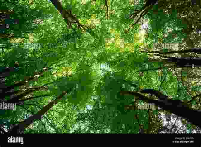 Lush Green Forest Canopy The Indian Forest Act 1927 And Forests In India