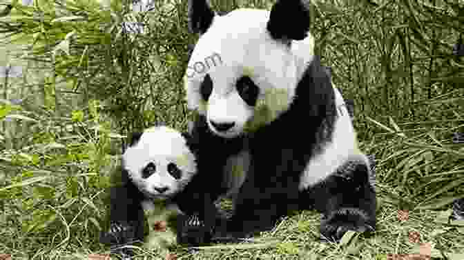 Panda Bear Cub With Mother Panda Bear: Everything You Need To Know About The Panda Bear