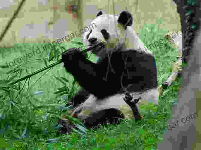 Panda Bear Eating Bamboo Panda Bear: Everything You Need To Know About The Panda Bear