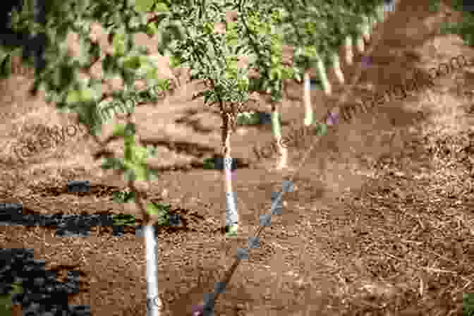 Photo Of A Mango Orchard With Irrigation Pipes Running Through The Rows Of Trees. Mango: Preventive Practices And Curative Measures