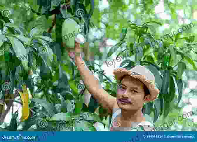 Photograph Of A Farmer Harvesting Ripe Mangoes From A Tree. Mango: Preventive Practices And Curative Measures