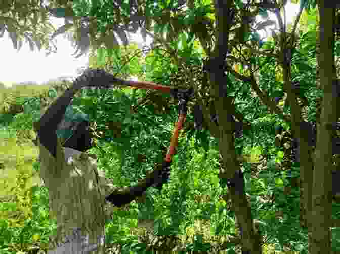 Picture Of A Farmer Pruning A Mango Tree, Removing Excess Branches And Shaping The Canopy. Mango: Preventive Practices And Curative Measures