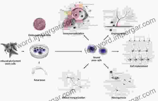 Progenitor Cell Therapy For Neurological Injury Progenitor Cell Therapy For Neurological Injury (Stem Cell Biology And Regenerative Medicine)