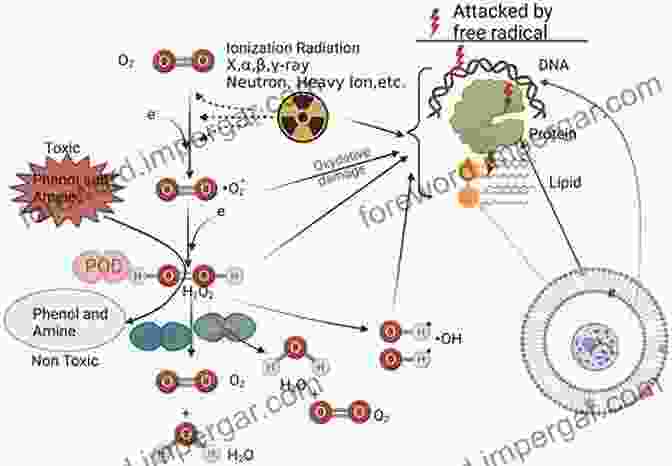 Radiation Exposure Inducing A Range Of Biological Effects, From DNA Damage To Cell Death And Tissue Damage Radiation Biophysics Edward L Alpen