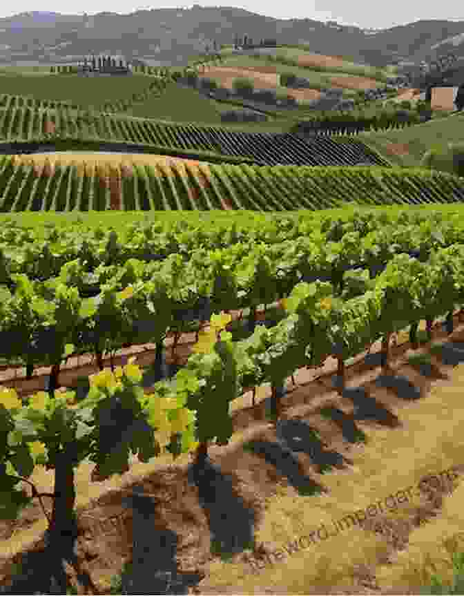 Rolling Hills Of A Picturesque Vineyard With Rows Of Grapevines So You Want To Go Wine Tasting?