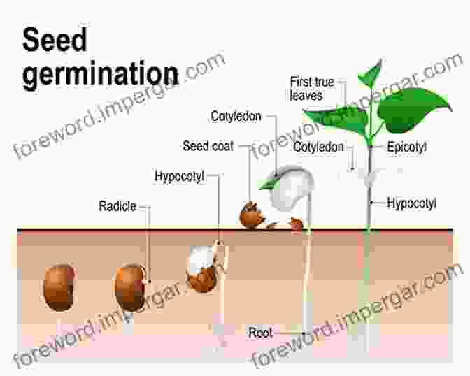 Seed Germination Process Plant Growth Biology Part 2 Willard Bascom