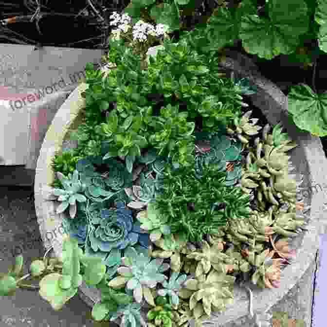 Succulents Flourishing In A Pot After Being Fertilized A Beginner S Guide To Succulent Gardening: A Step By Step Guide To Growing Beautiful Long Lasting Succulents