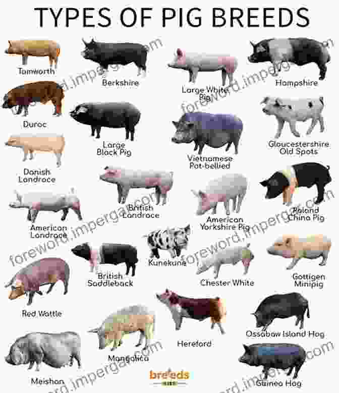 The Biggle Swine Book: A Comprehensive Pig Breed And Breeding Guide The Biggle Swine Book: Much Old And More New Hog Knowledge Arranged In Alternate Streaks Of Fat And Lean