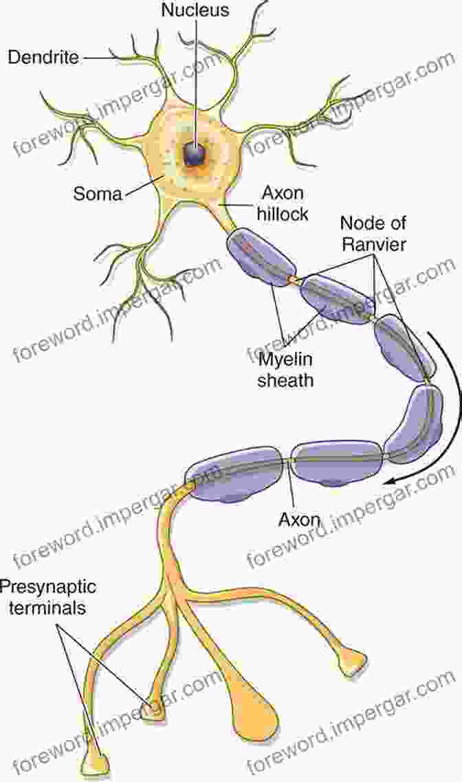 Transmission Electron Microscopy Image Of Nerve Processes, Including Dendrites, Axons, Myelin Sheaths, And Nodes Of Ranvier. Neurocytology: Fine Structure Of Neurons Nerve Processes And Neuroglial Cells