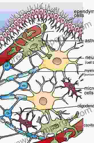 Neurocytology: Fine Structure Of Neurons Nerve Processes And Neuroglial Cells